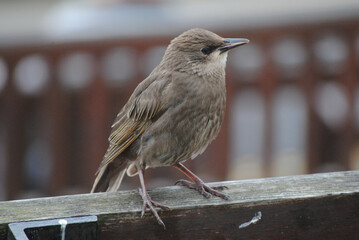 Young Juvenile Baby European Starling Perching on Wooden Beam. UK British Medium Passerine Bird Europe. Sturnus vulgaris. Wildlife, Wild, Nature, Urban, Town, City