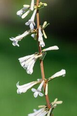 Close up of osmanthus delavayi flowers in bloom