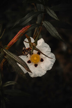 Flor de esteva na natureza