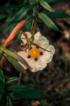 Flor de esteva na natureza