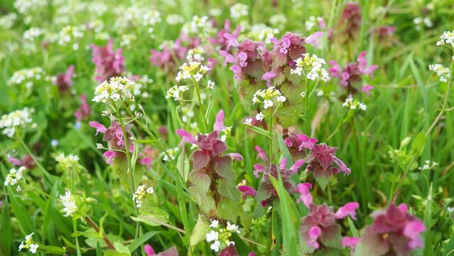 Lamium purpureum, red purple dead-nettle, purple archangel is annual herbaceous flowering plant. Zygomorphic flowers with a top hood-like petal, two lower lip petal lobes and minute fang-like lobes