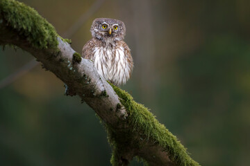 The Eurasian pygmy owl - Glaucidium passerinum - is the smallest owl in Europe