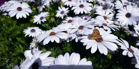 spring flower butterfly