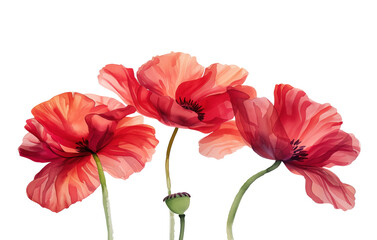 Ethereal Beauty of Blooming Poppies