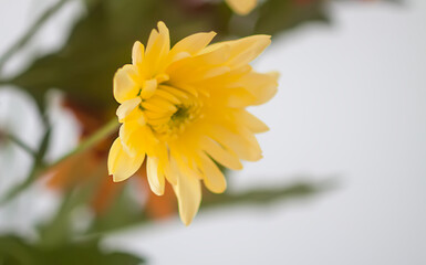 Chrysanthemum flowers. Floral decoration. Beautiful garden plants.