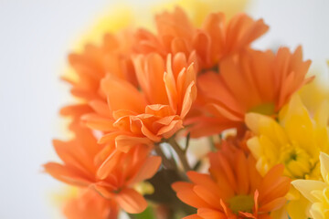 Chrysanthemum flowers. Floral decoration. Beautiful garden plants.