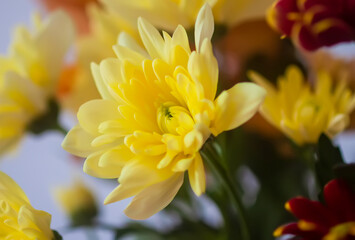 Chrysanthemum flowers. Floral decoration. Beautiful garden plants.