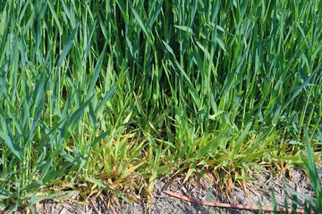 Focus of infection of barley yellow dwarf virus (BYDV), dwarf and yellow plants damage symptoms on winter berley crop in spring.