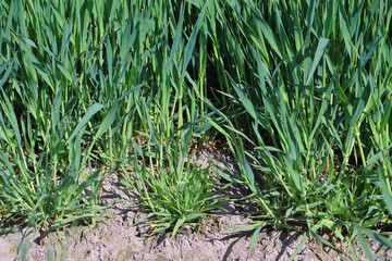 Focus of infection of barley yellow dwarf virus (BYDV), dwarf and yellow plants damage symptoms on...