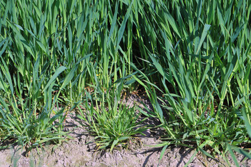 Focus of infection of barley yellow dwarf virus (BYDV), dwarf and yellow plants damage symptoms on winter berley crop in spring.