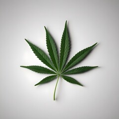 Close-Up View of a Single Cannabis Leaf on a Plain White Background