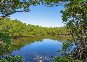 Fototapeta na wymiar Mangrove islands in the intracoastal waterways is along the Gulf of Mexico at Cockroach Bay in Ruskin, Florida. The islands are framed by red mangrove branches on the shore.