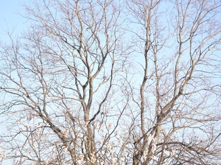 Fototapeta na wymiar 冬の大きな落葉樹
