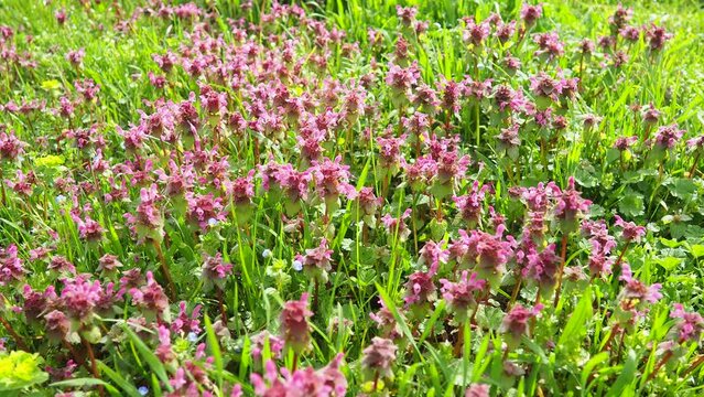 Lamium purpureum, red purple dead-nettle, purple archangel is annual herbaceous flowering plant. Zygomorphic flowers with a top hood-like petal, two lower lip petal lobes and minute fang-like lobes