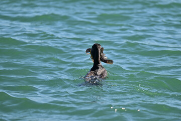 Double-crested Cormorant gobbling huge Fish