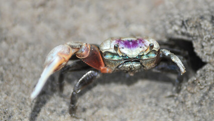 Atlantic Mud Fiddler Crab (Minuca Pugnax)