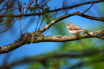 The spotted flycatcher, Muscicapa striata is a small passerine bird in the Old World flycatcher...
