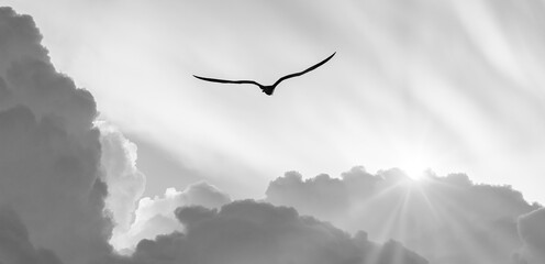 Bird Flying Sunset Clouds Inspiration Divine Hope Faith Freedom Black And White Header