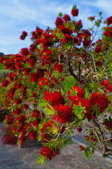 Red flowers of Bottlebrush Plant (callistemon) growing in the garden - 765971391