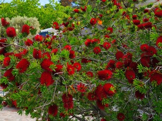 Red flowers of Bottlebrush Plant (callistemon) growing in the garden - 765971526