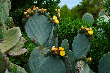 Red and yellow fruit of the prickly pear nopales cactus (opuntia) growing in Provence, France - 765971593