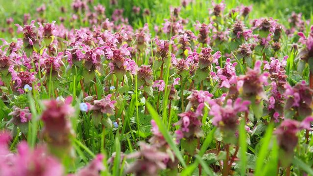 Lamium purpureum, red purple dead-nettle, purple archangel is annual herbaceous flowering plant. Zygomorphic flowers with a top hood-like petal, two lower lip petal lobes and minute fang-like lobes