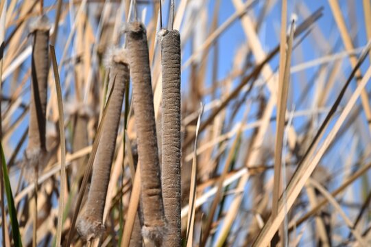 Cattail reeds on the bank of the river