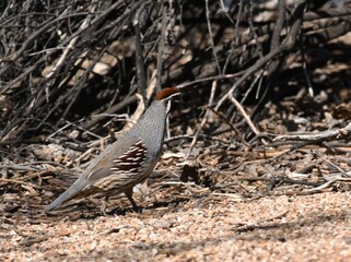 Gambel's quail running in the wild