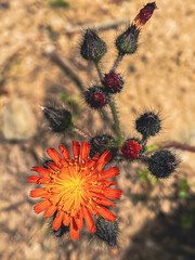 Pilosella caespitosa orange is genus of perennial herbaceous plants of Asteraceae family. Near Mediterranean Sea, Mugla Province, Turkey.