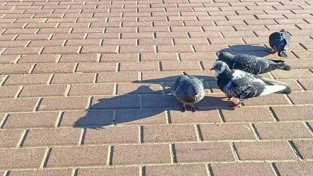 Many wild pigeons are feeding on the pavement. Birds on the street. Group of walking pigeons. Pigeons in park. Cute street doves and sparrows pecking grain. City birds eating seeds.