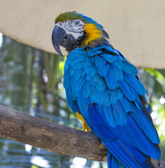 blue and yellow macaw in Costa Rica. 