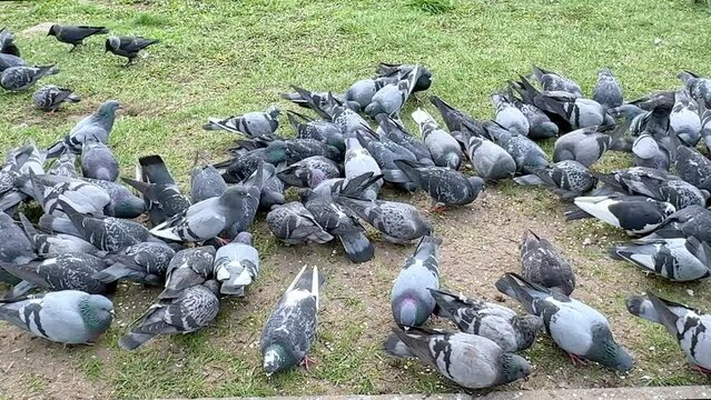 Many wild pigeons are feeding on the pavement. Birds on the street. Group of walking pigeons. Pigeons in park. Cute street doves and sparrows pecking grain. City birds eating seeds.