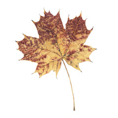 Single maple autumn leaf isolated on white background.Hand drawn detailed botanical illustration.Aquarelle design element