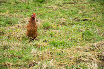 brązowa kura na zielonej trawie