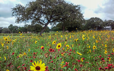 field of wildflowers