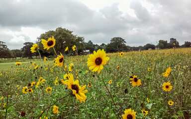 field of yellow wildflowers