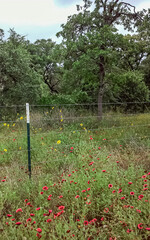 wildflowers by fence