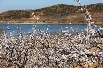 the landscape of an oriental farmhouse with apricot flowers blooming by the river
