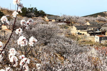 an oriental view of a farmhouse with apricot flowers