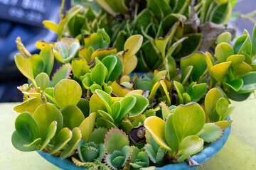 yellow tulips in the garden