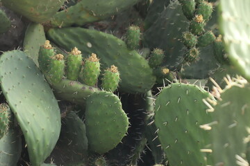 green cactus with flowers