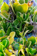 flower leaves from above