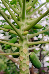 papaya plant