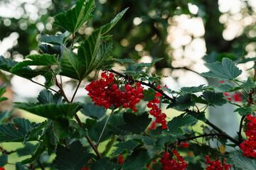 red currant bush