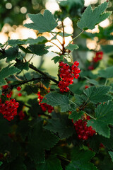 red berries on a bush