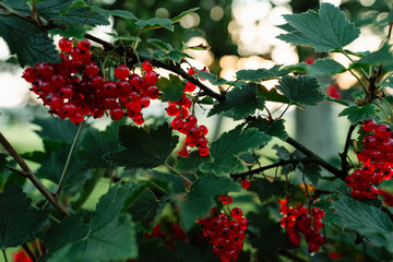 red berries on a bush