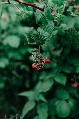 berries on a bush