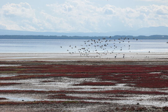 サンゴ草が繁茂する湖畔で佇む鶴と群れて飛ぶ水鳥たち