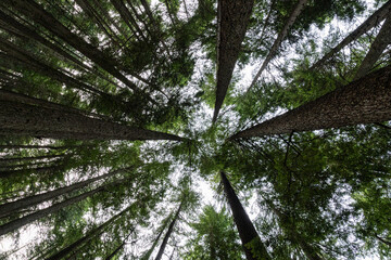 Forest of Grouse mountain Grind Hiking Trail at summer time