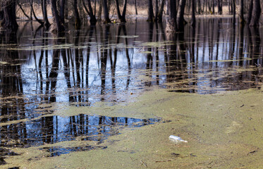 A glass bottle in muddy water in the forest, discarded by man. Environmental disaster in nature....